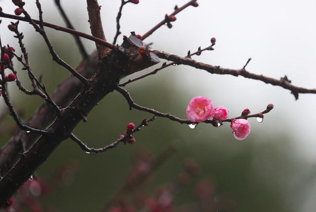 梅花   春雨   美景