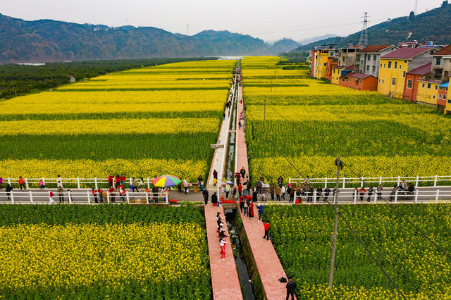 农村  美丽乡村  油菜花 
春天   怀化