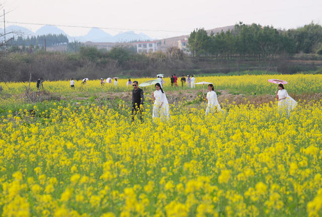 油菜花  旅游   风景