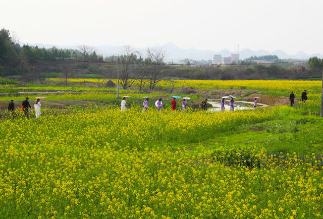 油菜花  旅游   风景