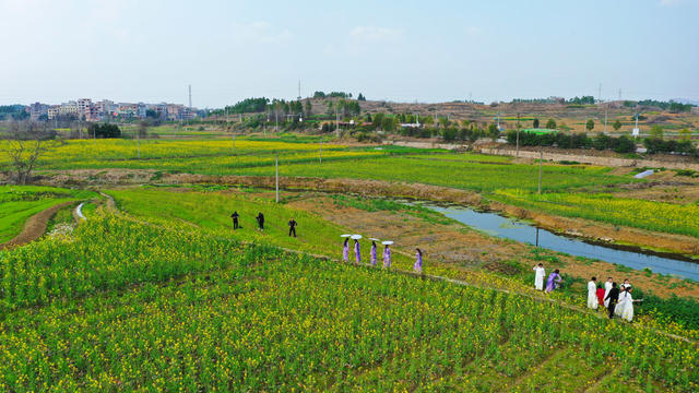 油菜花  旅游   风景