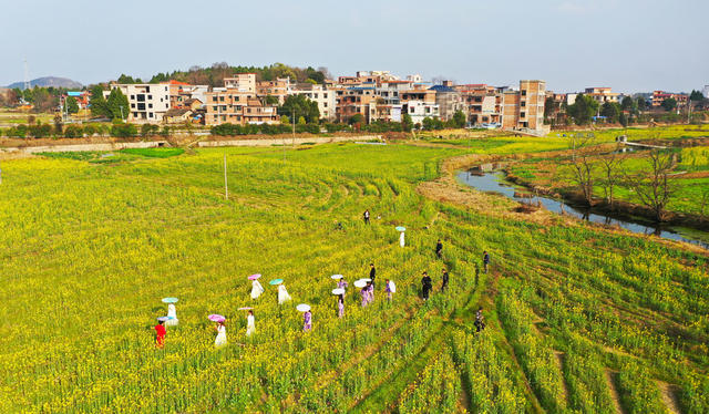 油菜花  旅游   风景