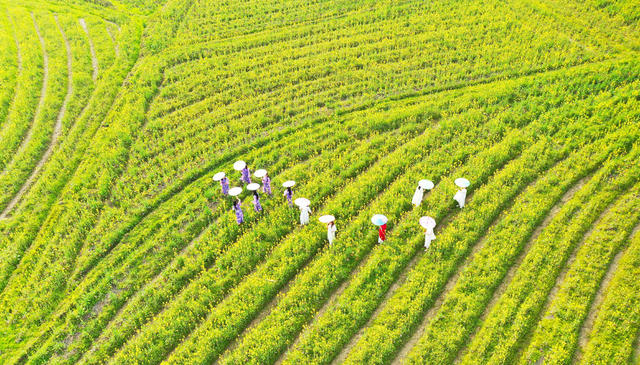 油菜花  旅游   风景