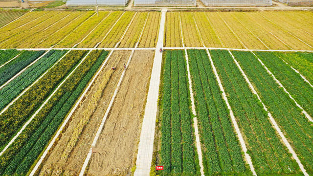 春耕   耕地  农事