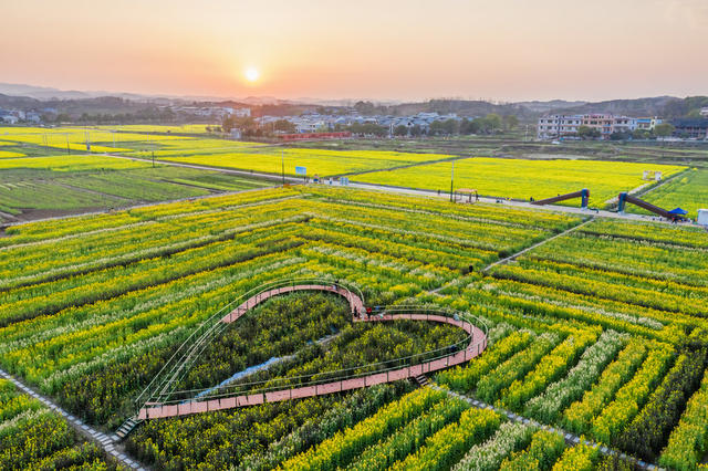 旅游   油菜花
