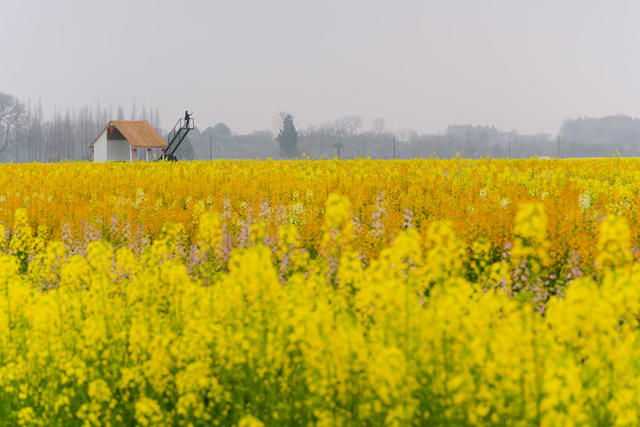 旅游   油菜花