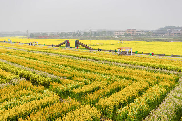 旅游   油菜花