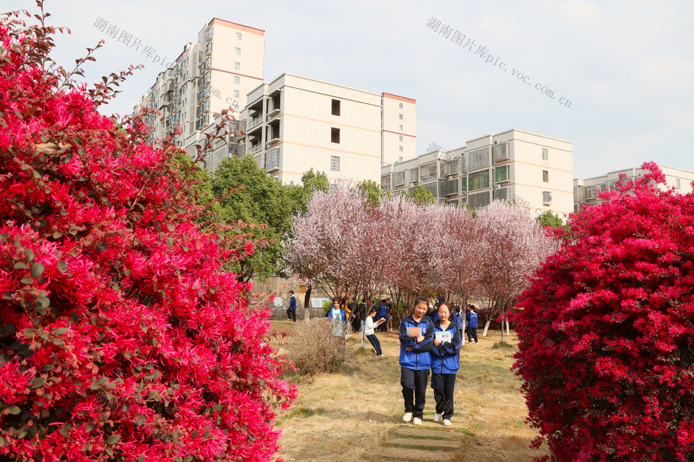 校园  绿化  春花  书香  阅读