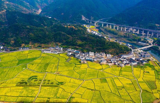 农村  农田  油菜花  艺术农田