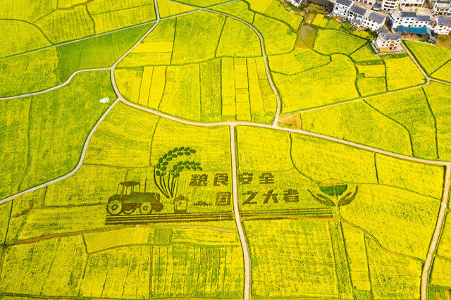农村  农田  油菜花  艺术农田