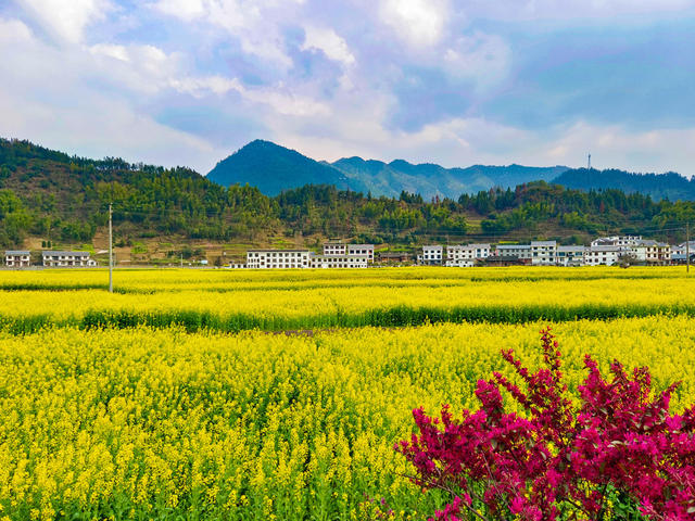 农村  农田  油菜花  艺术农田