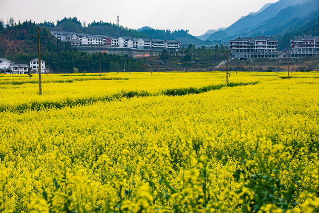 农村  农田  油菜花  艺术农田