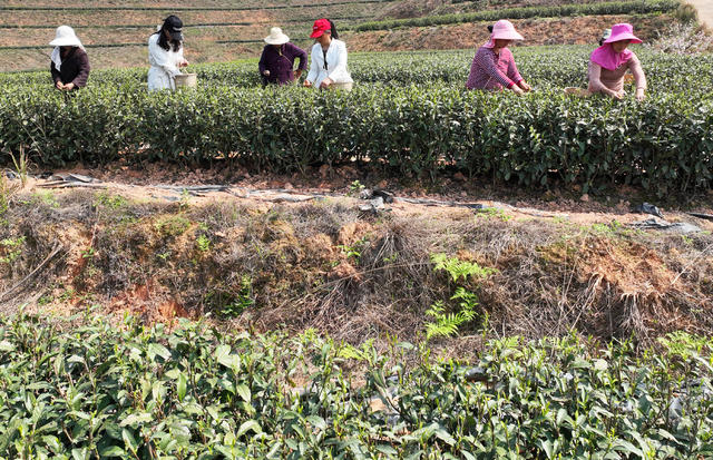 明前茶 采茶 