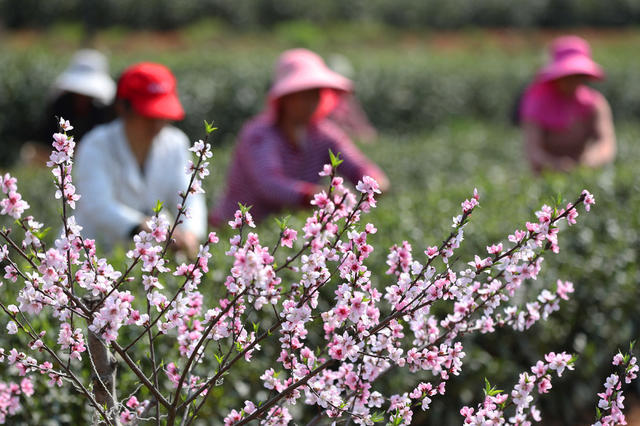 明前茶 采茶 