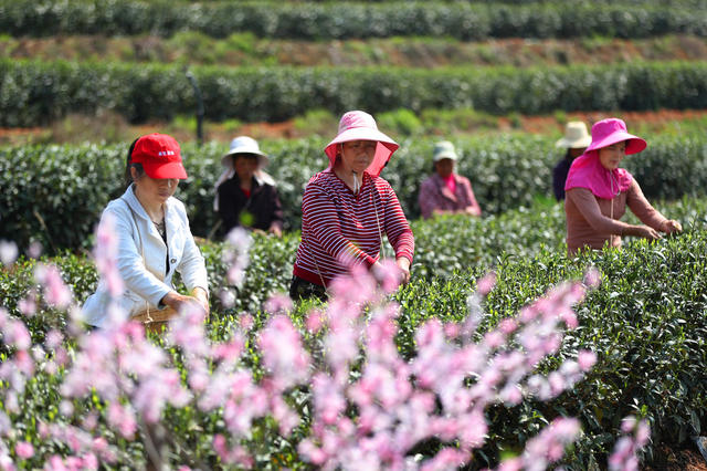 明前茶 采茶 