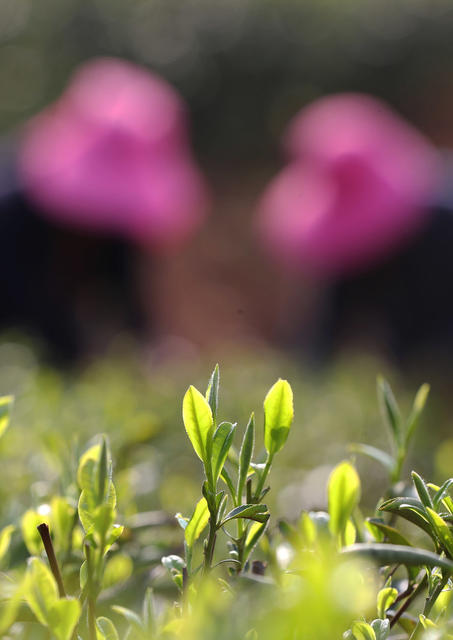 明前茶 采茶 