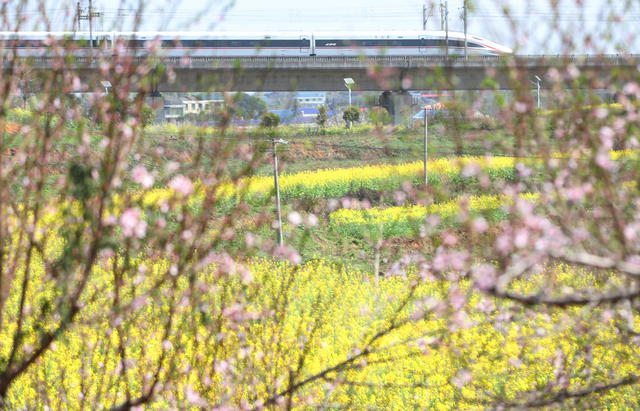 高铁 行驶 花海