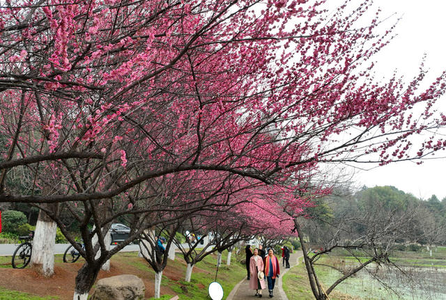 乐享春光 南湖公园 梅花