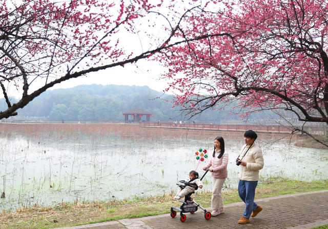 乐享春光 南湖公园 梅花