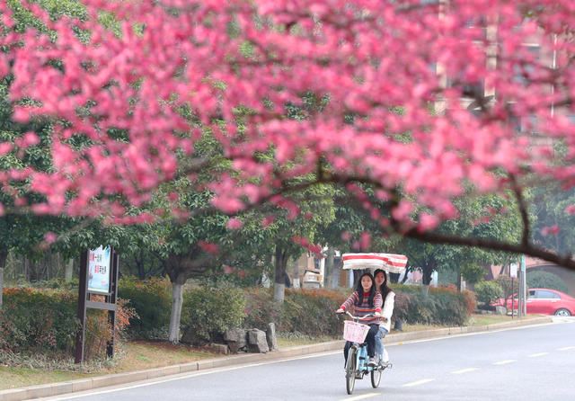 乐享春光 南湖公园 梅花