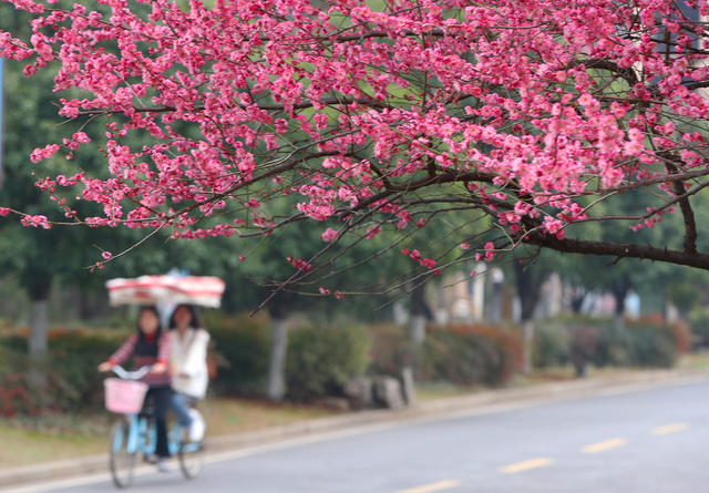 乐享春光 南湖公园 梅花
