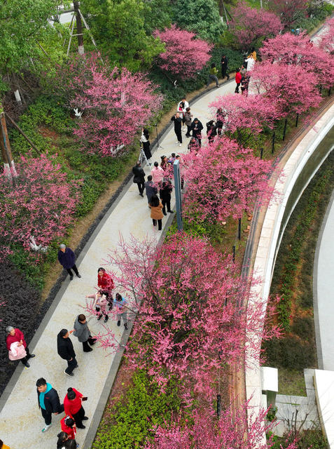 春光 陆家新屋  中心公园 梅花 美景