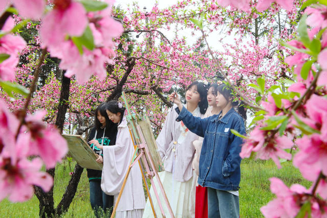 绘画  写生  桃花  梨花  学生