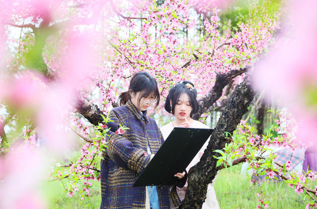 绘画  写生  桃花  梨花  学生