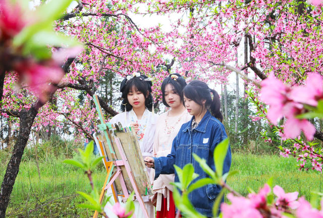 绘画  写生  桃花  梨花  学生