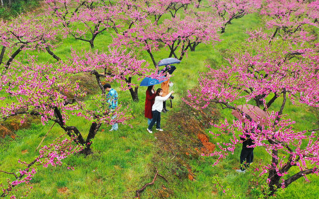 桃花  梨花   盛开  游客