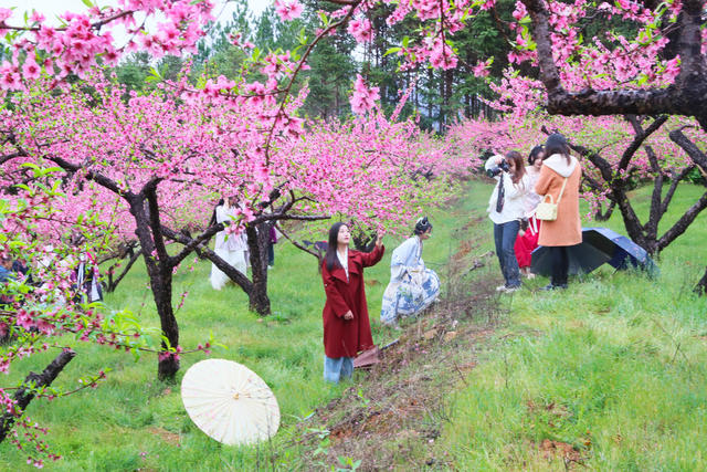 桃花  梨花   盛开  游客