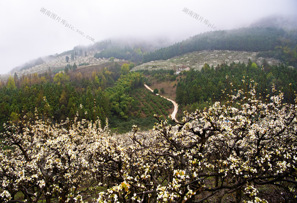自然  梨花  森林  旅游  怀化靖州