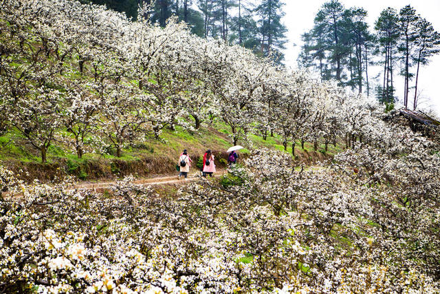 自然  梨花  森林  旅游  怀化靖州