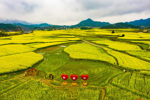 春天  油菜花  旅游   怀化会同
