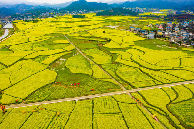 春天  油菜花  旅游   怀化会同