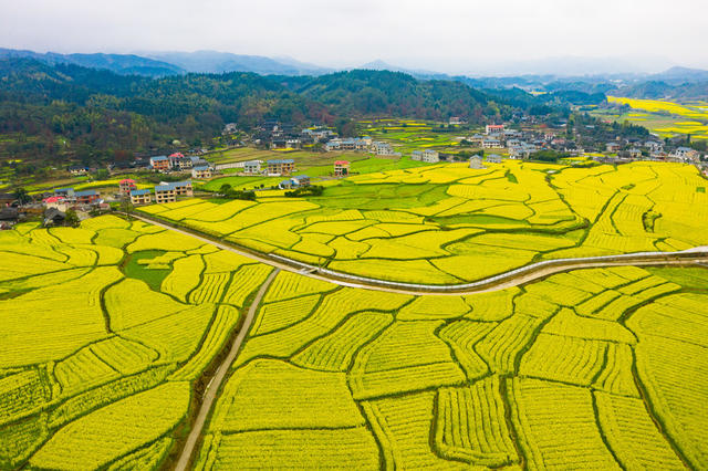 春天  油菜花  旅游   怀化会同