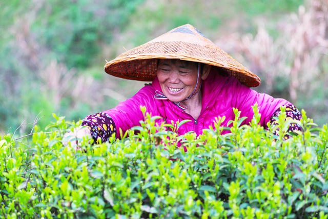 茶叶  采茶  产业  增收

