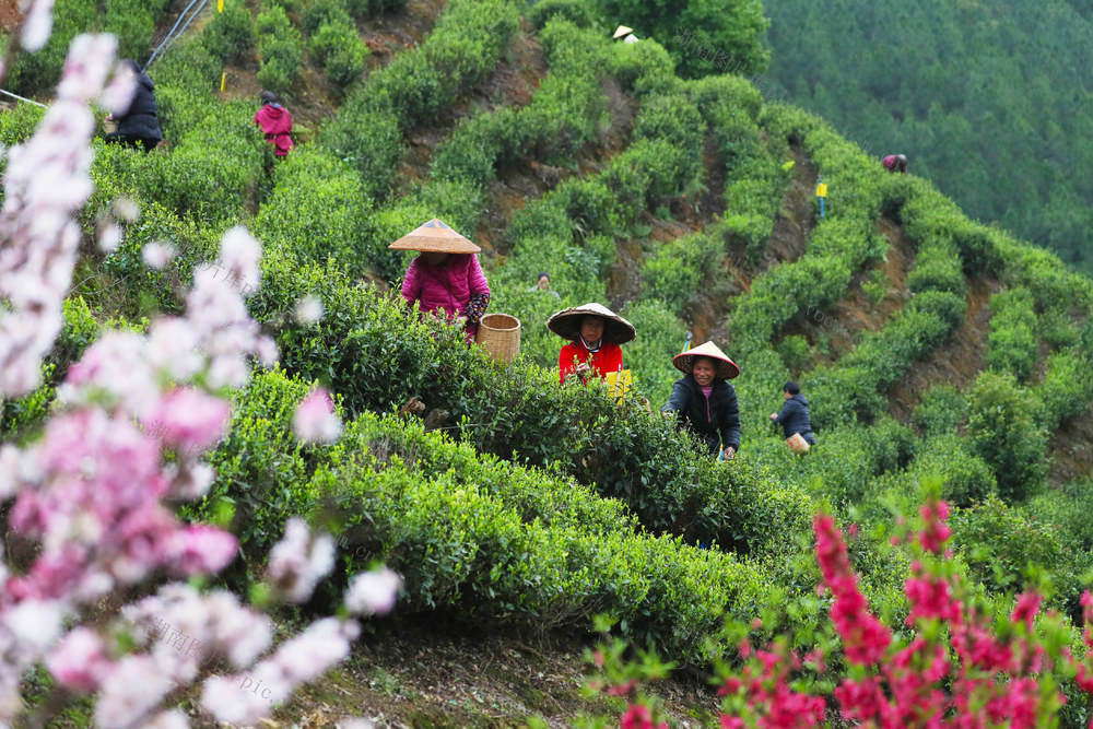 茶叶  采茶  产业  增收
