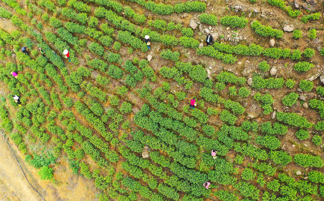 茶叶  采茶  产业  增收

