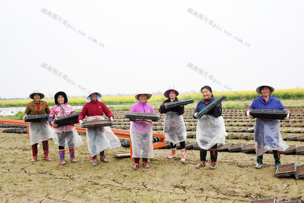 湖南常德；粮食生产；早稻育秧；工厂化；机械化；大田管理。