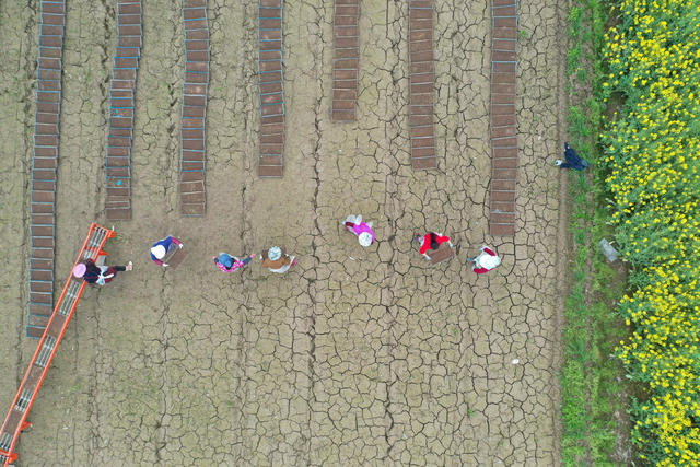 湖南常德；粮食生产；早稻育秧；工厂化；机械化；大田管理。