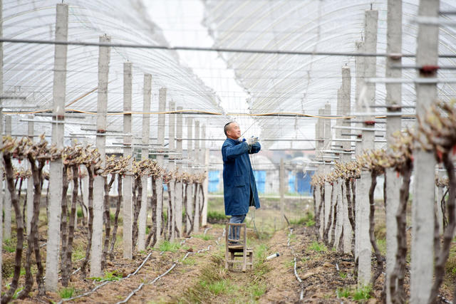  Hunan; Agriculture; planting; Cash crop; Sunshine rose grape; Sheltering cultivation; High quality revenue increase.