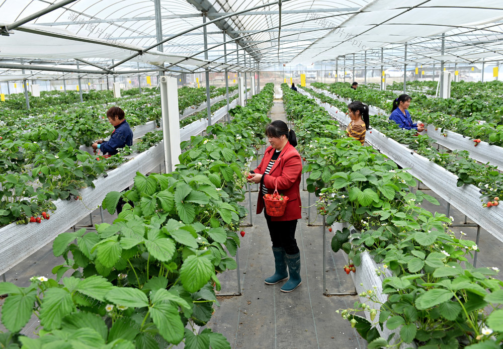 种植业  草莓  采摘 科技种植 高架无土栽培 农业 农村 农场 合作社 温室大棚