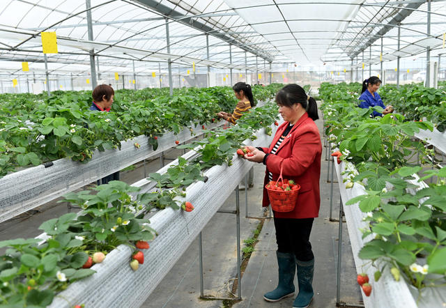 种植业  草莓  采摘 科技种植 高架无土栽培 农业 农村 农场 合作社 温室大棚