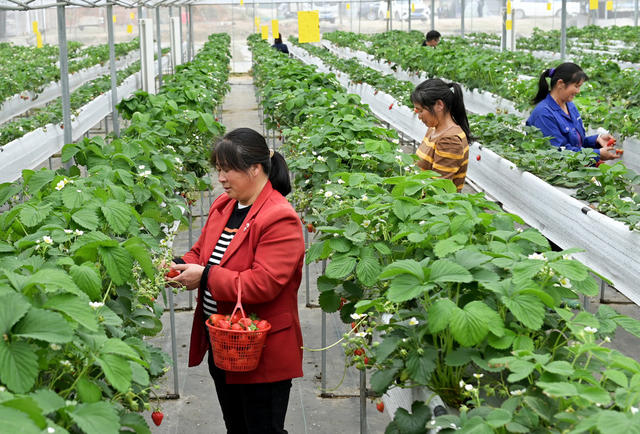种植业  草莓  采摘 科技种植 高架无土栽培 农业 农村 农场 合作社 温室大棚