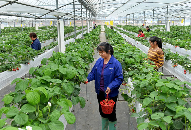 种植业  草莓  采摘 科技种植 高架无土栽培 农业 农村 农场 合作社 温室大棚