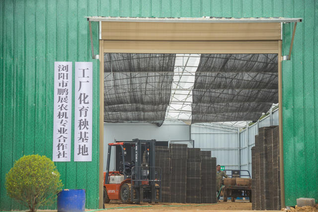 水稻  育苗  自动化  科技  浏阳