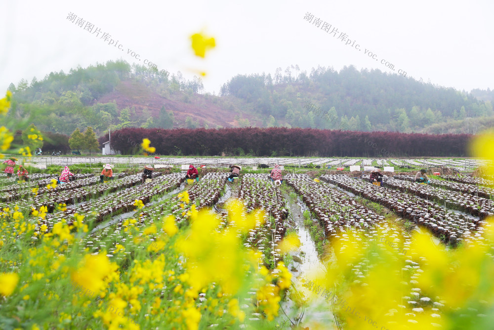 木耳  采收  冒雨  供应