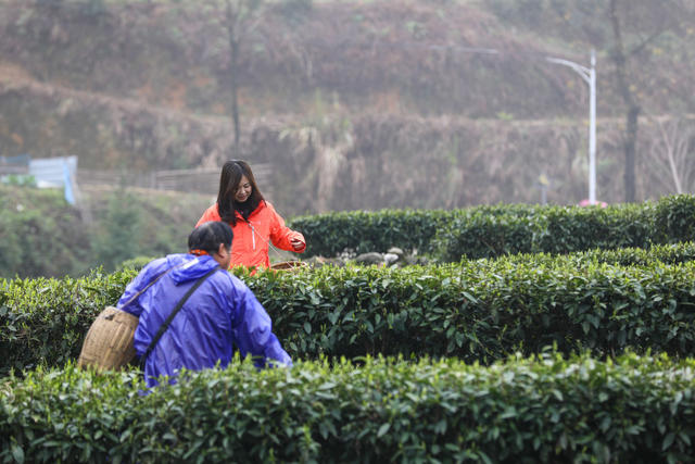 采茶 茶
