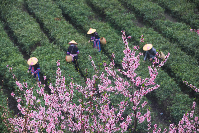 采茶 茶